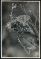cca 1936 Kinszki Imre (1901-1945) budapesti fotóművész hagyatékából, pecséttel jelzett feliratozott vintage fotó (Epinephele jurtina), 16,7x11,6 cm