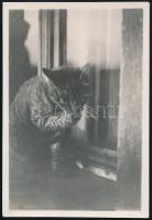 cca 1931 Kinszki Imre (1901-1945) budapesti fotóművész hagyatékából, jelzés nélküli vintage fotó (cica az ablakban), 9x6 cm