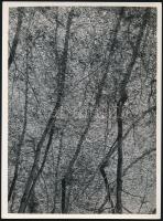 cca 1932 Kinszki Imre (1901-1945) budapesti fotóművész hagyatékából 1db vintage fotó, jelzés nélkül (növendék fák), sarkán kis törés vonal, 24,2x18 cm