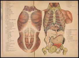 Lendvay Benő: Az ember vagy milyen testünk belseje és hogy működnek szerveink. Könnyen érthető test-...