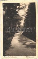 Arendsee, Waldpartie / forest, road (EK)