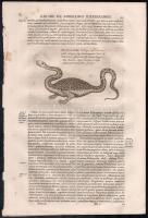 1682 Földalatti fantázia állatok, szörnyek rézmetszetű képe. Athanasius Kircher Mundus subterraneus, quo universae denique naturae divitiae c. munkájából 6 db kép 4 oldalon . Rézmetszetű kép 18x12,5 cm, lapméret 34,5x23 cm