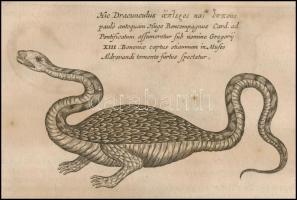 1682 Földalatti fantázia állatok, szörnyek rézmetszetű képe. Athanasius Kircher Mundus subterraneus,...