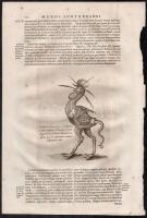 1682 Földalatti fantázia állatok, szörnyek rézmetszetű képe. Athanasius Kircher Mundus subterraneus,...