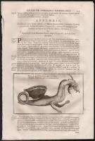 1682 Földalatti fantázia állatok, szörnyek rézmetszetű képe. Athanasius Kircher Mundus subterraneus,...