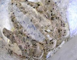 Barovier&Toso jelzéssel buborékos üveg váza, kis kopásnyomokkal, m: 13 cm