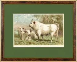 4 db illusztrációs nyomat, üvegezett fa keretben, paszpartuban, 14×21 cm, 14,5x22 cm, 14x22 cm