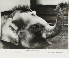 14 db állatokkal kapcsolatos MTI sajtófotó, 27×21 cm