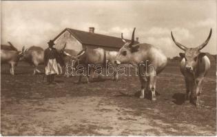 Hortobágy, magyar ökrök, folklór