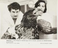 Debrecen, Szeged témájú MTI sajtófotó, 9 db, 24×20 cm