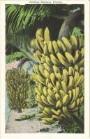 Florida, growing bananas
