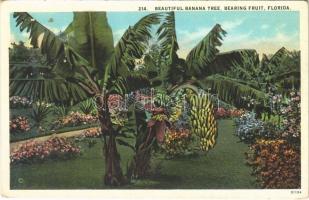 Florida, beautiful banana tree, bearing fruit