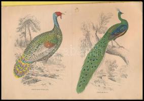 1841 Az állatország természettörténeti képterme. III. Füzet. Jardine Vilmos és Treitschke Friedrik u...