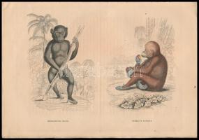 1841 Az állatország természettörténeti képterme. III. Füzet. Jardine Vilmos és Treitschke Friedrik u...