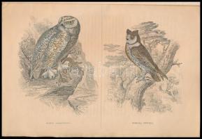 1841 Az állatország természettörténeti képterme. III. Füzet. Jardine Vilmos és Treitschke Friedrik u...