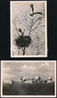 1935 Kerny István fotóművész képeslapként előhívott állatfotói, 2 db, jó állapotban, 14×9 cm