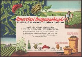 Villamosplakát: Amerikai burgonyabogár, ha megtalálod azonnal jelentsd a tanácsnak, 33,5x24 cm