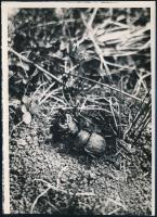 cca 1934 Kinszki Imre (1901-1945) budapesti fotóművész hagyatékából, a szerző által - írógéppel - feliratozott, vintage fotó (élet az avarban), 16,8x12 cm