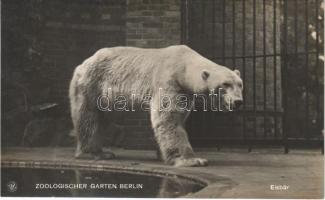 Zoologischer Garten Berlin, Eisbär / Jegesmedve a berlini állatkertben / polar bear