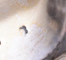 Ezüst (Ag) szecessziós gyümölcs kosár, közepén plasztikusan körtével díszítve, levél ornamentikájú á...