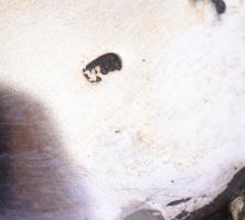 Ezüst (Ag) szecessziós gyümölcs kosár, közepén plasztikusan körtével díszítve, levél ornamentikájú á...