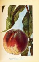 Rapaics Raymund: A magyar gyümölcs. Bp.,1940, Kir. M. Természettudományi Társulat, 350+2 p.+XXXIV t....