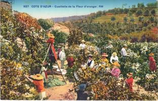Cote dAzur, French Riviera; Cueillette de la Fleur doranger / Picking Orange Blossom