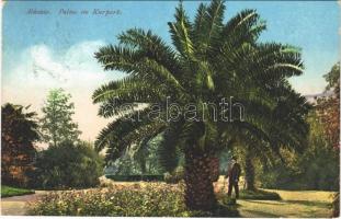 1911 Abbazia, Opatija; Palme im Kurpark / palm trees (EK)