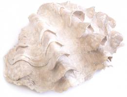 Nagyméretű kagyló, hajszál repedésekkel, 17x28x18 cm