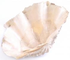 Nagyméretű kagyló, hajszál repedésekkel, 17x28x18 cm