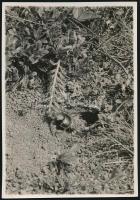 cca 1934 Kinszki Imre (1901-1945) budapesti fotóművész hagyatékából, jelzés nélküli vintage fotó (Zsákmány), 8,2x5,6 cm