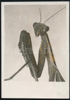cca 1934 Kinszki Imre (1901-1945) budapesti fotóművész hagyatékából, jelzés nélküli vintage fotó, barna foltokkal (Ne zavarj!), 8,5x6 cm
