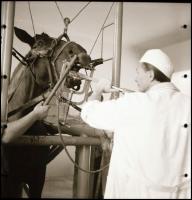 cca 1960 Kotnyek Antal (1921-1990) budapesti fotóriporter hagyatékából 13 db vintage NEGATÍV, többfé...