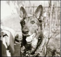 cca 1950 és 1960 között készült felvételek, Tiszavölgyi József (1909-?) budapesti fotóriporter hagya...