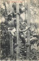 Ceylon, Sri Lanka; Tree Climbers. Native Types of Ceylon (EK)