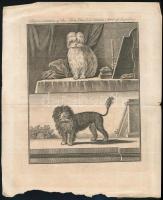 cca XVIII. sz. Ölebek - lapdogs angol rézmetszet metszet kutyákkal. Hajtva. 19x15 cm
