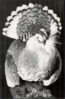 cca 1979 Vita Károly: Túzok kakas, feliratozott vintage fotóművészeti alkotás, 36x23,5 cm