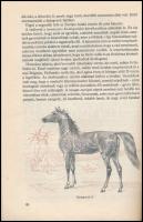 Holdas Sándor: Különös vadászat. Csergezán Pál. Bp., 1969, Móra. Átkötött műbőr-kötés, volt könyvtári példány.