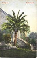 Mali Losinj, Lussinpiccolo; Dattelpalme / datolyapálma / date palm tree (EK)