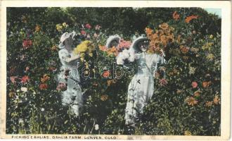 Denver (Colorado), dahlia farm, picking dahlias, from postcard booklet (wet damage)