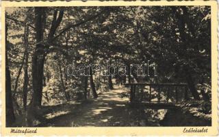 1939 Mátrafüred (Gyöngyös), erdő részlet