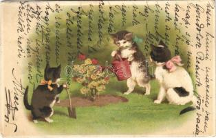 1910 Cats gardening. litho (EK)