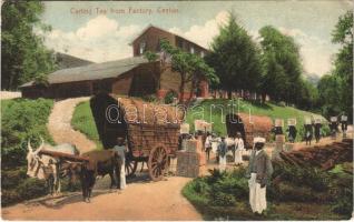 1912 Nuwara Eliya (Ceylon), Carting tea from the tea factory (EK)