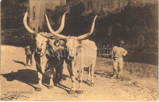 Roma, Rome; Dintorni / oxen, Italian folklore