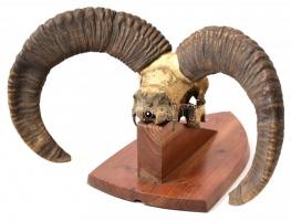 Muflon trófea, fa alapon, falra akasztható, alap: 38x21 cm