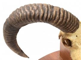 Muflon trófea, fa alapon, falra akasztható, alap: 38x21 cm