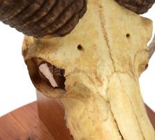 Muflon trófea, fa alapon, falra akasztható, alap: 38x21 cm