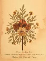 cca 1891 A Szentföld virágai fa-borítású füzet 12 szárított virággal 13 t. Sérült gerinc / Flowers o...