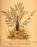 cca 1891 A Szentföld virágai fa-borítású füzet 12 szárított virággal 13 t. Sérült gerinc / Flowers o...