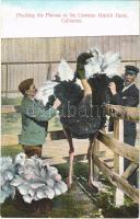 South Pasadena (California), Plucking the Plumes at the Cawston Ostrich Farm